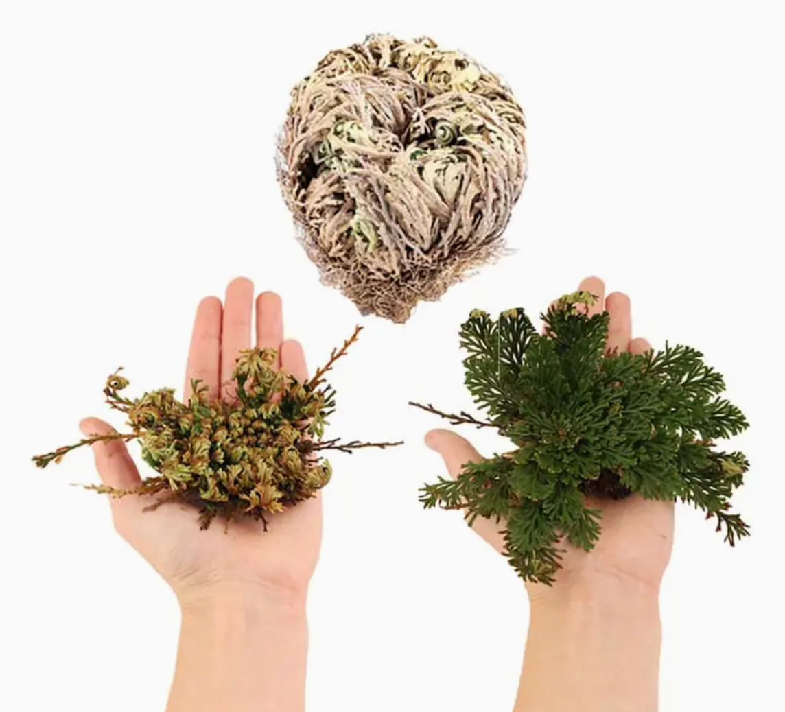 Flower De Jericho Resurrection Rose